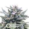 The White Star Regular (Digital Genetics) - The Cannabis Seedbank