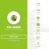 TNT Kush (Eva Seeds) - The Cannabis Seedbank