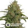 Triple Cheese Feminised Barney's Farm Seeds