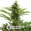 Vesta Auto (Buddha Seeds) - The Cannabis Seedbank