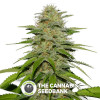 Victory Kush - Regular Cannabis Seeds - Alpine Seeds