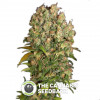 Warlock CBD - Feminised - Serious Seeds