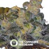 Whitaker Blues Regular (DJ Short) - The Cannabis Seedbank