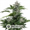 White Dwarf Auto (Buddha Seeds) - The Cannabis Seedbank