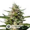 White Kush (Advanced Seeds) - The Cannabis Seedbank