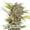 X-Dog - Regular Cannabis Seeds - Alpine Seeds