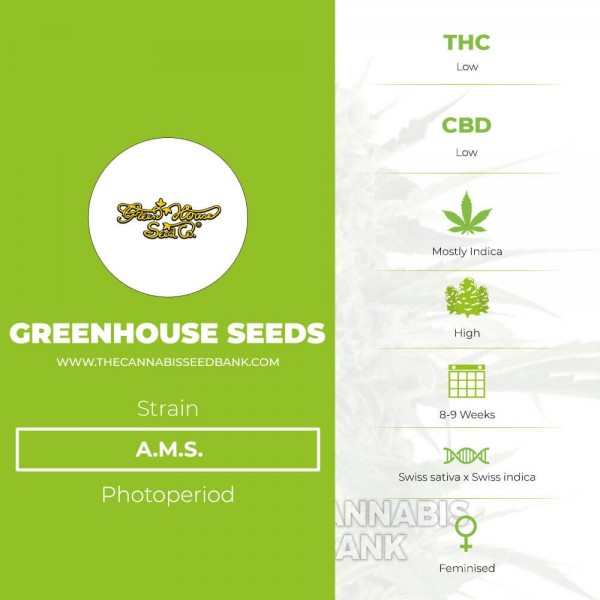 A.M.S. (Greenhouse Seed Co.) - The Cannabis Seedbank