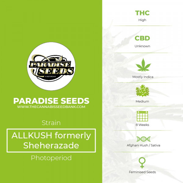 ALLKUSH formerly Sheherazade - Feminised - Paradise Seeds - Characteristics