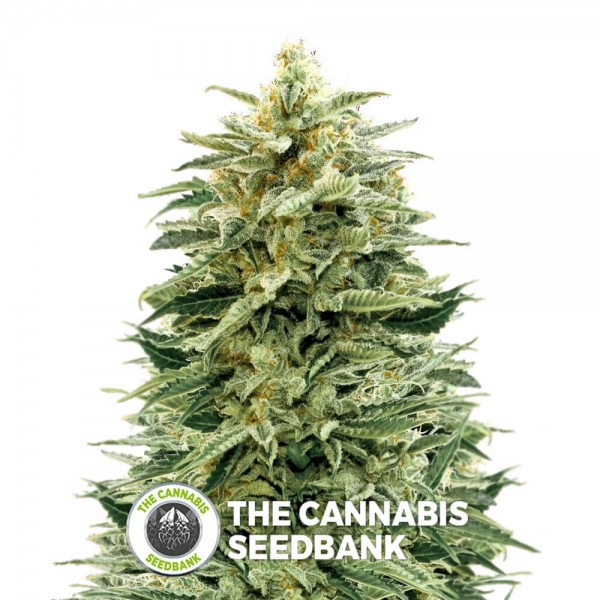Amnesia Auto (Advanced Seeds) - The Cannabis Seedbank