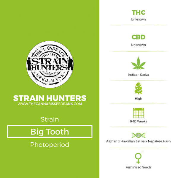 Big Tooth - Feminised - Strain Hunters - Characteristics