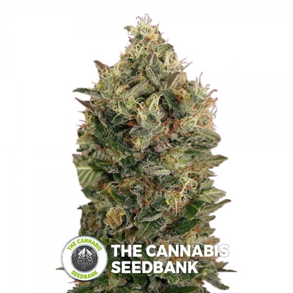 Black Diesel Auto (Advanced Seeds) - The Cannabis Seedbank