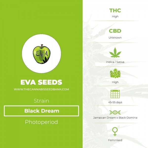 Black Dream (Eva Seeds) - The Cannabis Seedbank