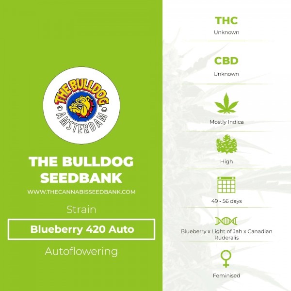 Blueberry 420 Auto (The Bulldog Seedbank) - The Cannabis Seedbank