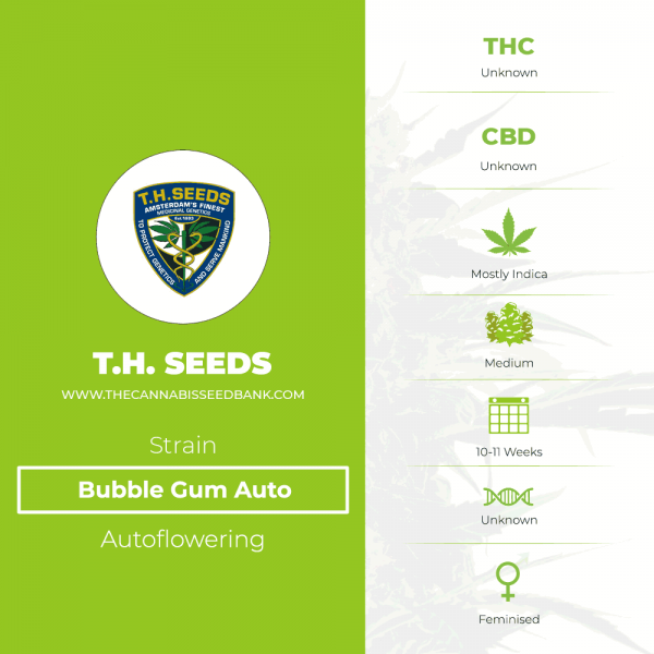 Bubble Gum Auto (T.H. Seeds) - The Cannabis Seedbank