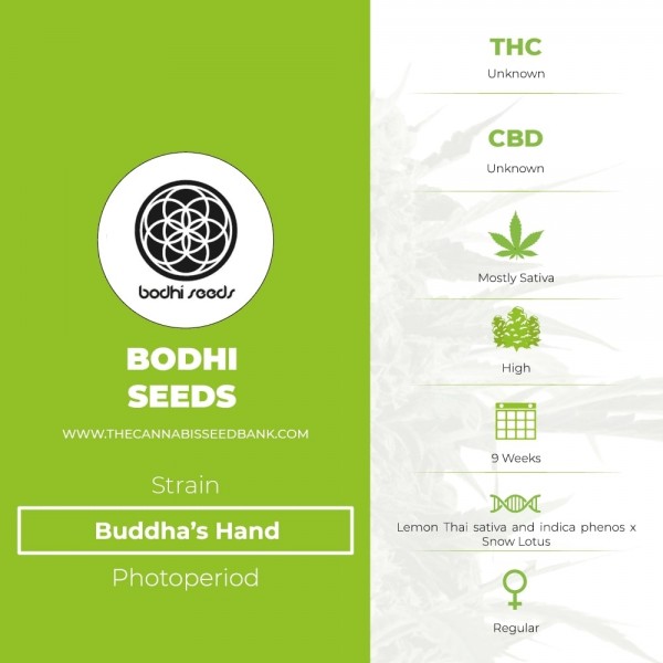 Buddha's Hand Regular (Bodhi Seeds) - The Cannabis Seedbank