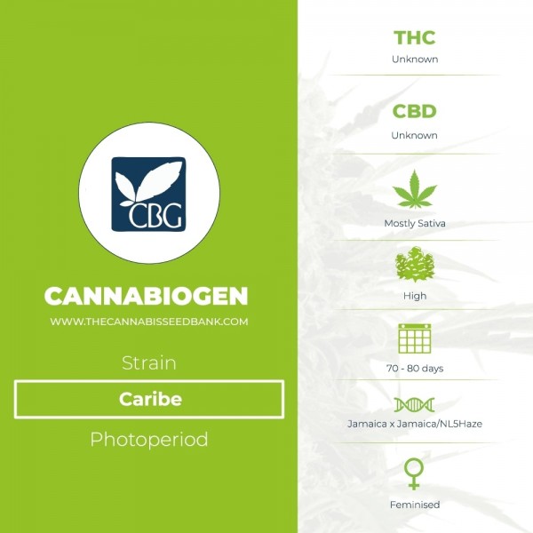 Caribe (Cannabiogen) - The Cannabis Seedbank