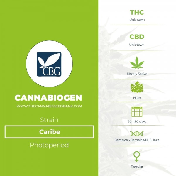 Caribe Regular (Cannabiogen) - The Cannabis Seedbank