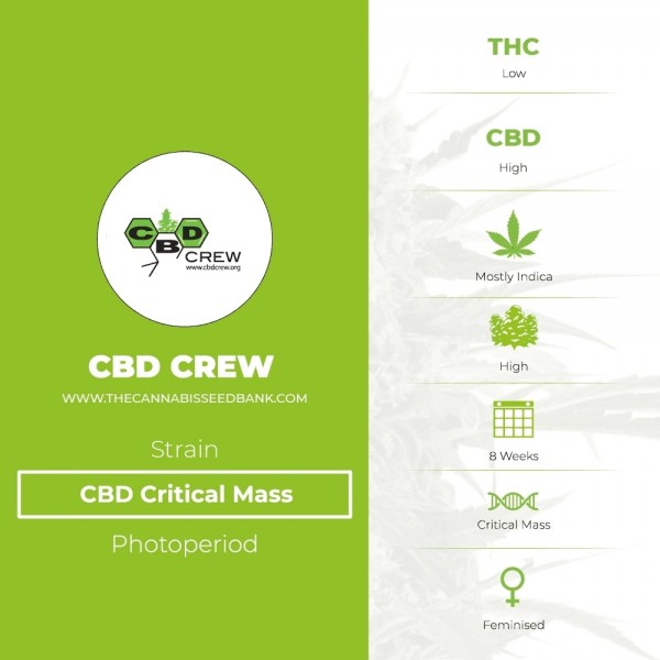 Critical Mass CBD Feminised (CBD Crew) - The Cannabis Seedbank