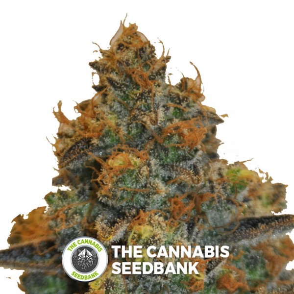D Diesel CBD (CBD Botanic) - The Cannabis Seedbank