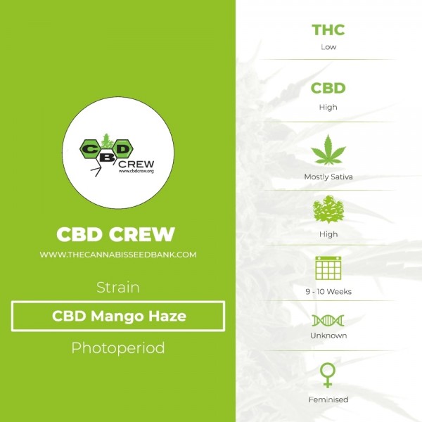 Mango Haze CBD (CBD Crew) - The Cannabis Seedbank