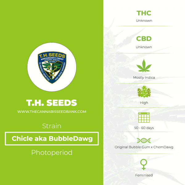 Chicle aka BubbleDawg (T.H. Seeds) - The Cannabis Seedbank