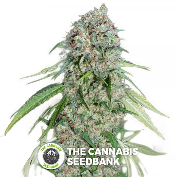 Chocolate Skunk CBD (00 Seeds) - The Cannabis Seedbank