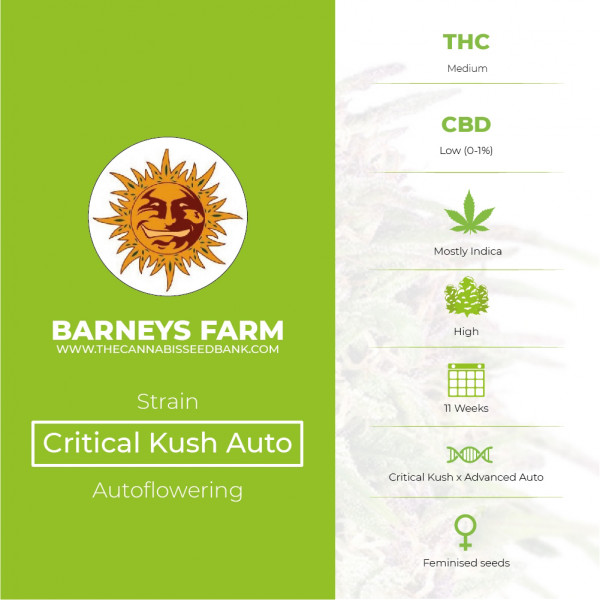 Critical Kush Auto Feminised Barney's Farm Seeds - Characteristics