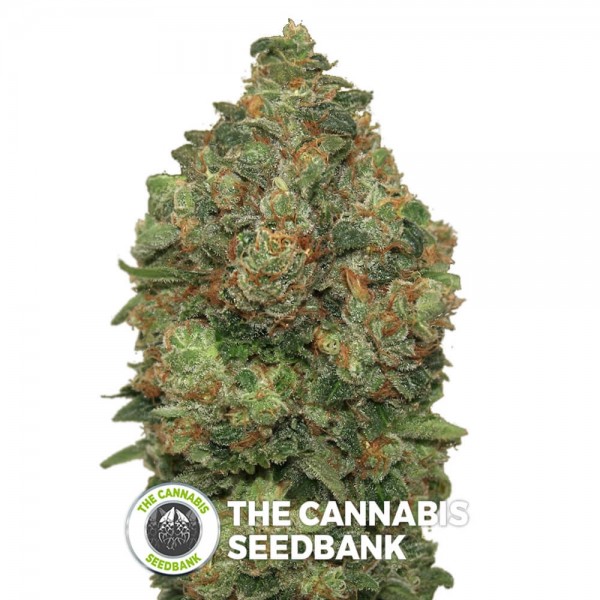 Critical Soma Auto (Advanced Seeds) - The Cannabis Seedbank