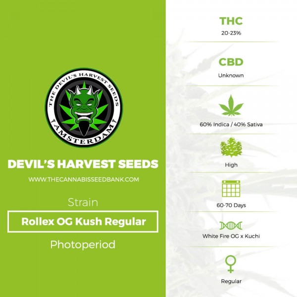 Rollex OG Kush Regular (Devils Harvest Seeds) - The Cannabis Seedbank