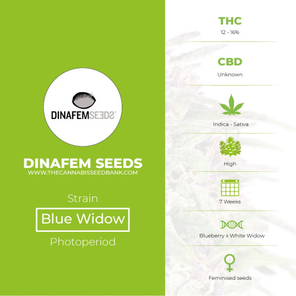 Blue Widow Feminised Dinafem Seeds - Characteristics