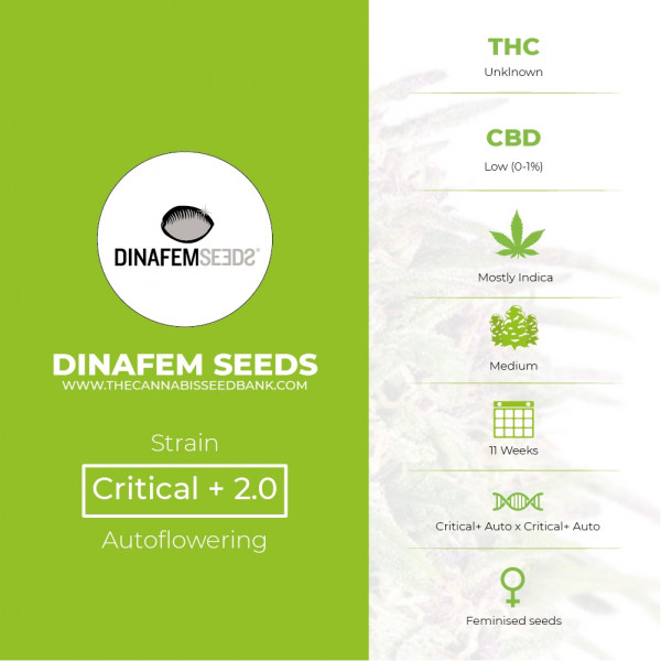 Critical + 2.0 Autoflowering Feminised Dinafem Seeds - Characteristics