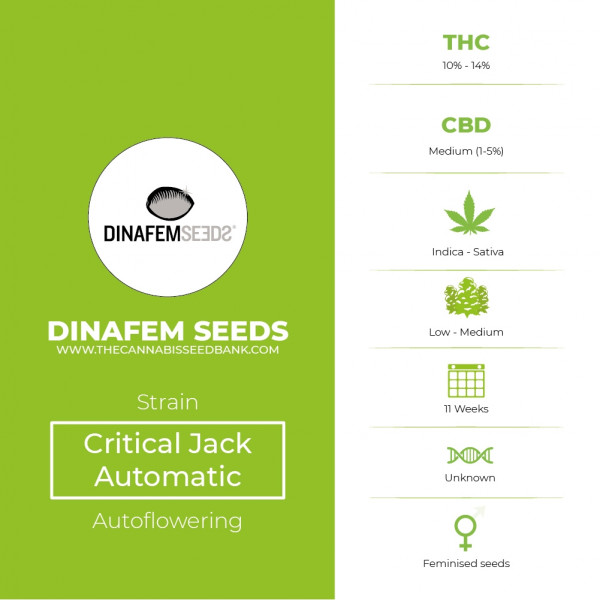 Critical Jack Automatic Feminised Dinafem Seeds - Characteristics