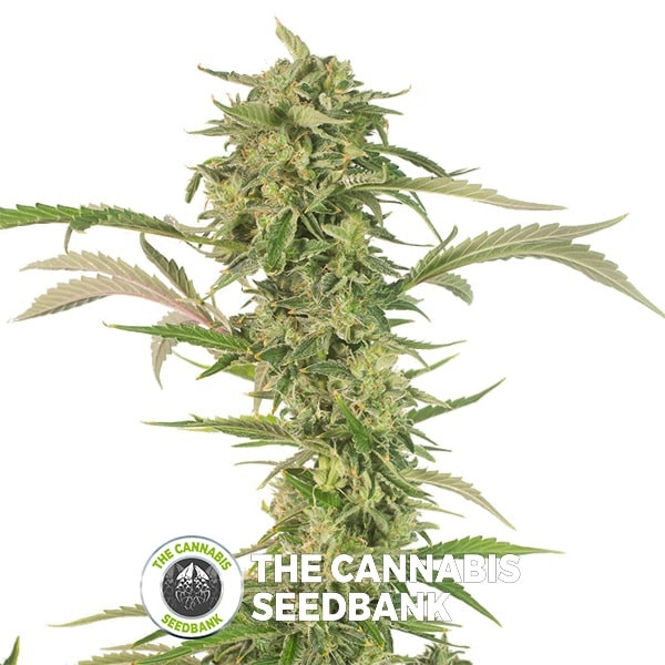 OG Kush AUTO CBD Feminised Dinafem Seeds