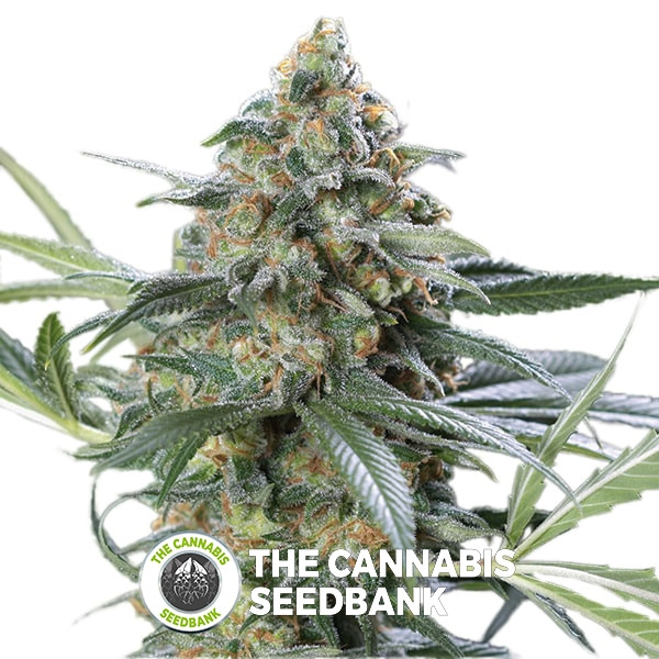 OG Kush CBD Feminised Dinafem Seeds