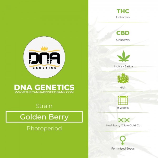 Golden Berry (DNA Genetics) - The Cannabis Seedbank