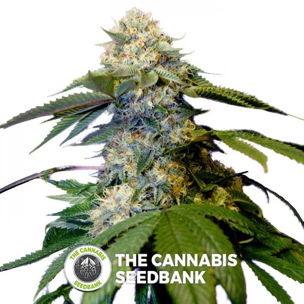 Holy Grail Kush (DNA Genetics) - The Cannabis Seedbank