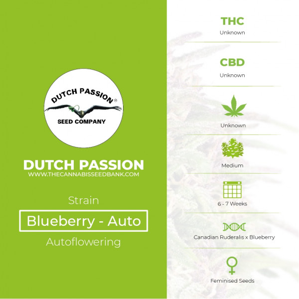 Auto Blueberry - Autoflowering - Dutch Passion - Characteristics
