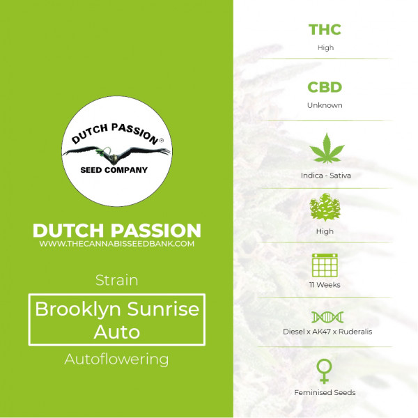 AutoBrooklyn Sunrise - Autoflowering - Dutch Passion - Characteristics