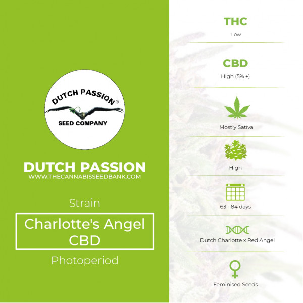 Charlotte's Angel CBD - Dutch Passion - Characteristics