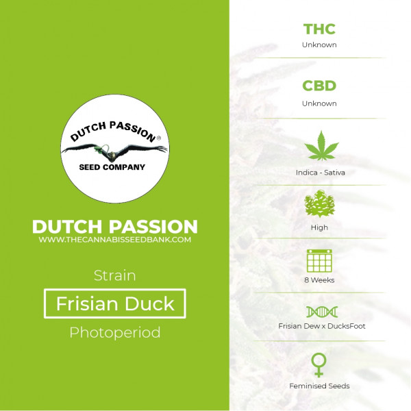 Frisian Duck - Feminised - Dutch Passion - Characteristics