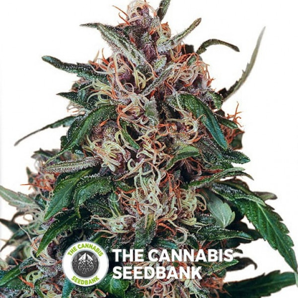 Holland S Hope Dutch Passion The Cannabis Seedbank