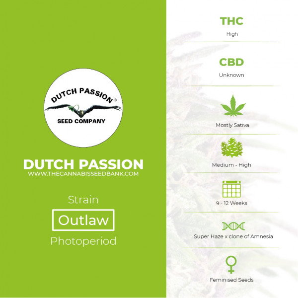 Outlaw - Feminised - Dutch Passion - Characteristics