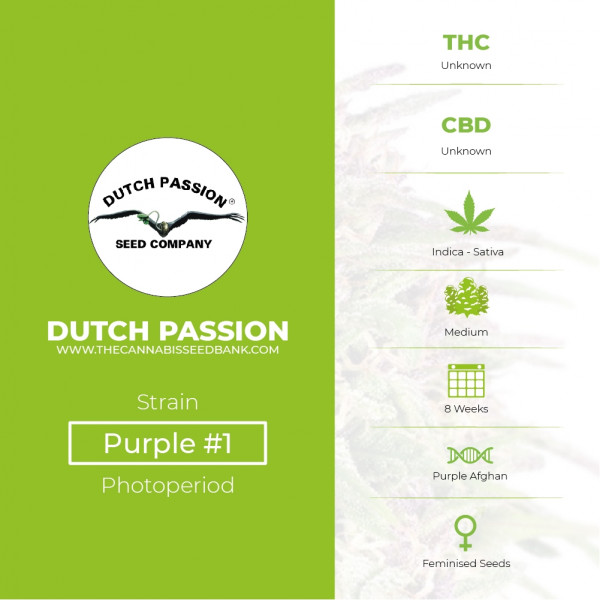 Purple #1 - Feminised - Dutch Passion - Characteristics
