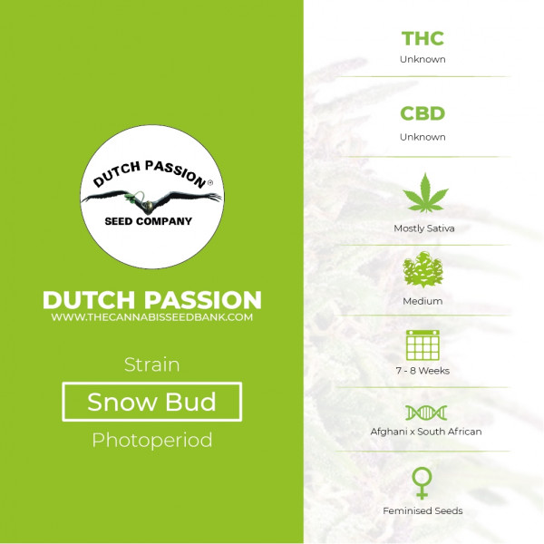 Snow Bud - Feminised Cannabis Seeds - Dutch Passion - Characteristics