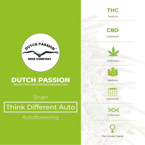Auto Think Different - Autoflowering - Dutch Passion - Characteristics