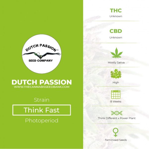 Think Fast - Feminised - Dutch Passion - Characteristics
