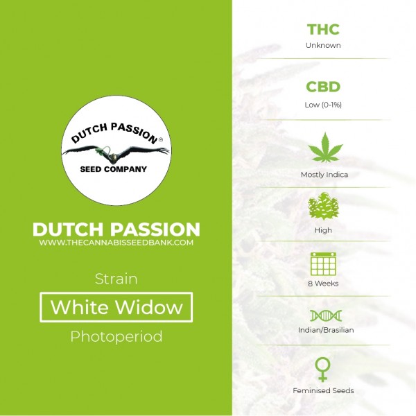 White Widow - Feminised - Dutch Passion - Characteristics