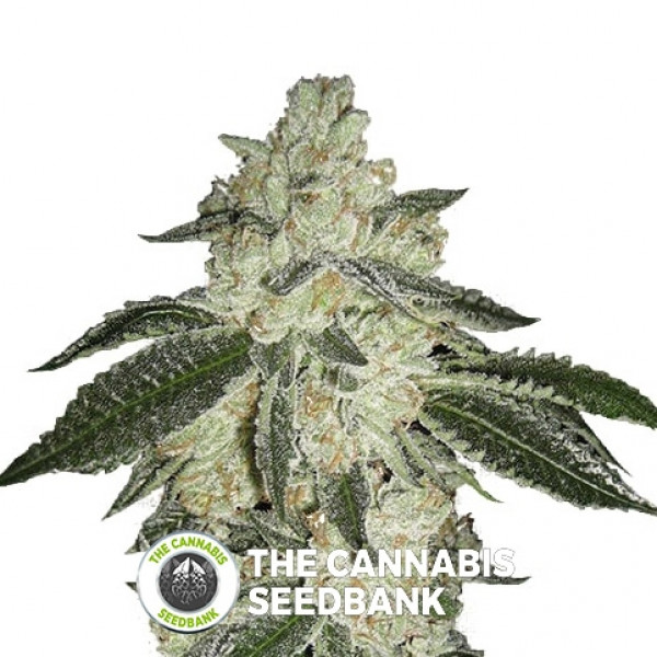 Green Crack Autoflowering Feminised FastBuds Seeds
