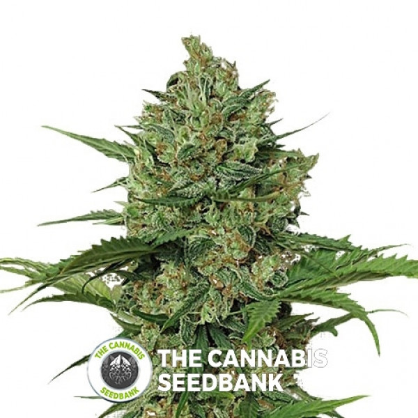 Northern Express Autoflowering Feminised FastBuds Seeds