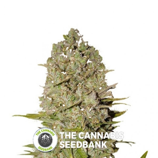 Pineapple Express Autoflowering Feminised FastBuds Seeds